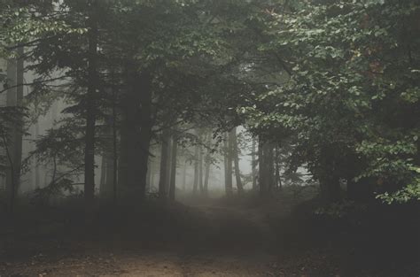 trees  fog forest view  image peakpx
