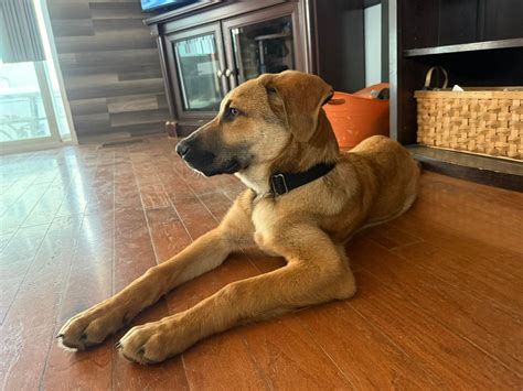 Rescue Dog Training & Support | Looking for tips for foster pups with separation anxiety | Facebook