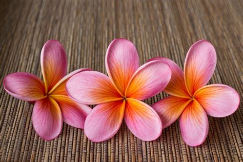 Most Prettiest Flower