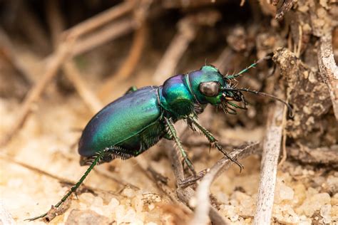 Beetles of North Carolina
