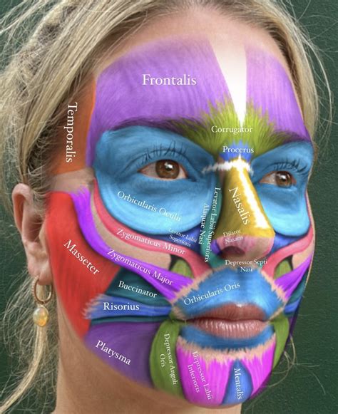 Pin by Rebeca Ravelo on face injections | Skin anatomy, Dental hygiene