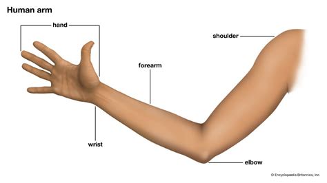 human arm names