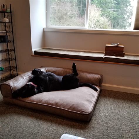 My lab often sleeps like this. I've read they do it to cool their tummy. : r/labrador