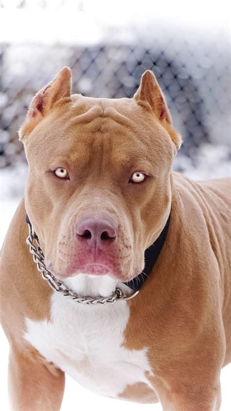 American Pit Red Nose