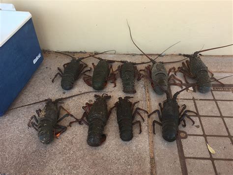 Four men fined $2000 for illegal lobster harvest