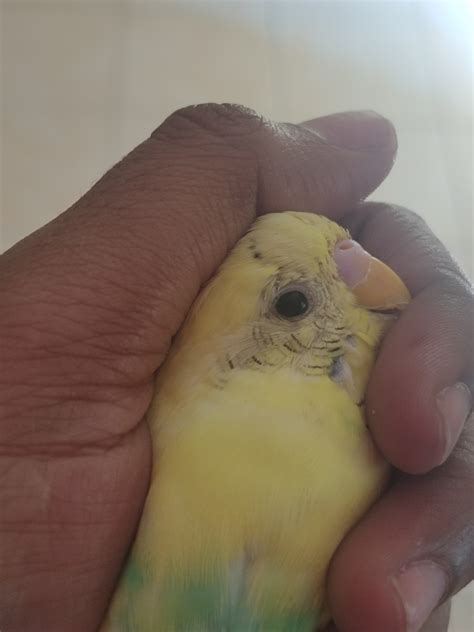 is it normal bird losing weight naturally 8
