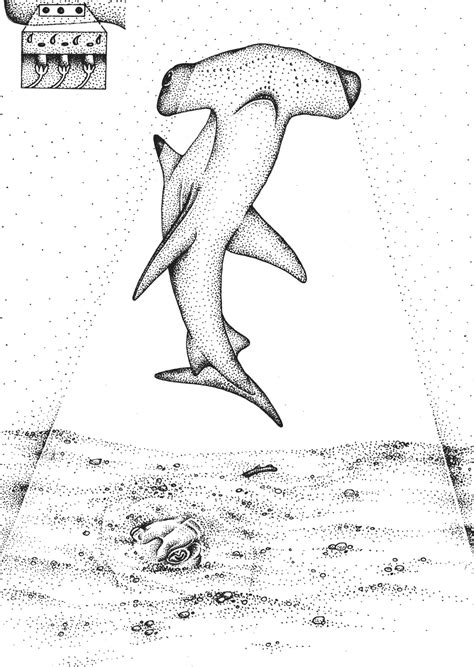 Electroreception in the Hammerhead Sphyrnidae shark diagram - Lizzie Harper