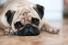 pug dog  stock photo public domain pictures