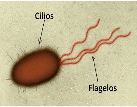 O Que São Os Flagelos - Flagelos Em Uma Celula Vegetal Organelas Celulares: Estrutura E