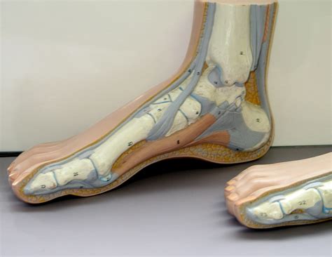 Diabetic Foot Care - Academy of Podiatry
