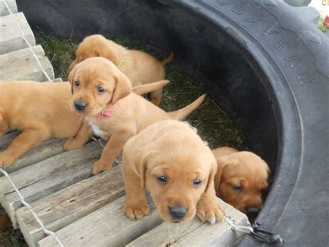 Red Labrador Created A Fresh Surprise You Won’t Believe Do All Red Labradors Look This Amazing?