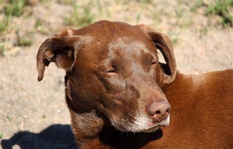 how to prevent lipomas in dogs