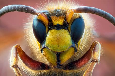 macro photography definition macro shots  lens sunny