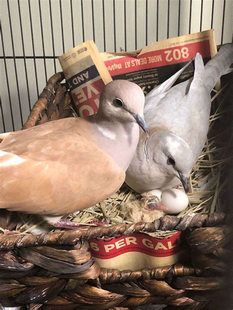 Adult Ringneck Dove Pair for Adoption