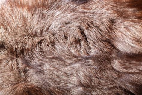 fur coat close  stock  pictures royalty  images istock