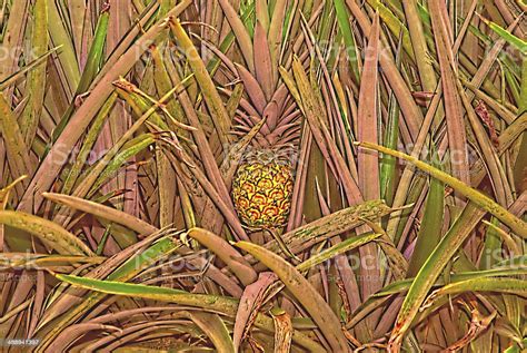 Pineapple Plantationcosta Rica Stock Photo - Download Image Now ...