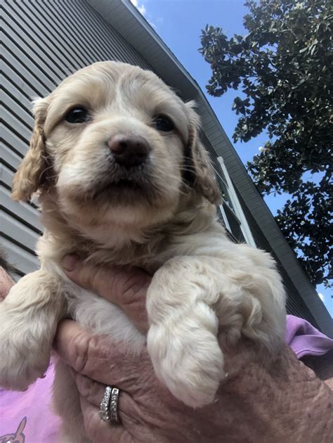 Why Does A Dogs Nose Change Color