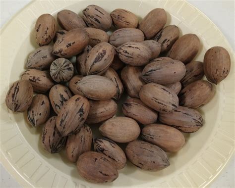 2023 Galveston County Pecan Show - Galveston
