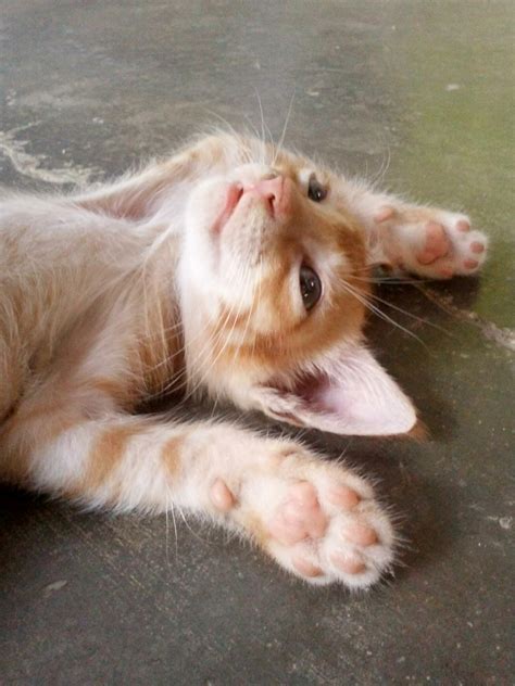 cats and teeth cleaning 6