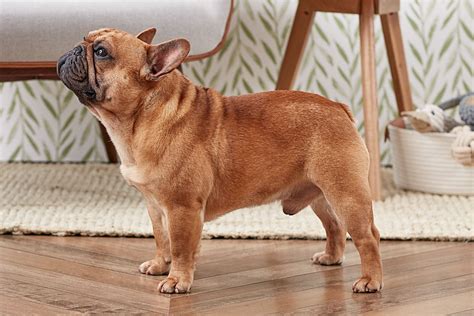french bulldog dog breed characteristics care