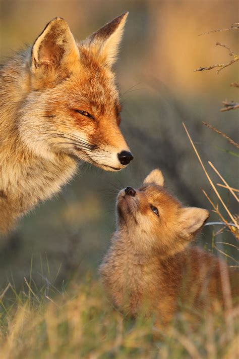 Потрясающие фотографии лисиц от фотографа Joke Hulst | Пикабу