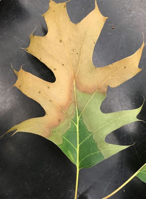 Declining Oaks | K-State Turf and Landscape Blog