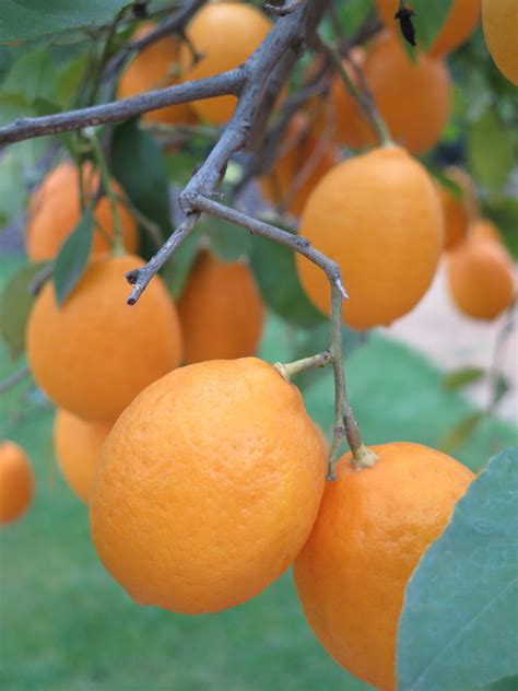 citrus  blissful gardeners