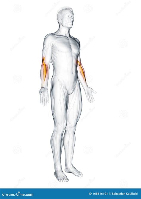 The brachioradialis stock illustration. Illustration of system - 168616191