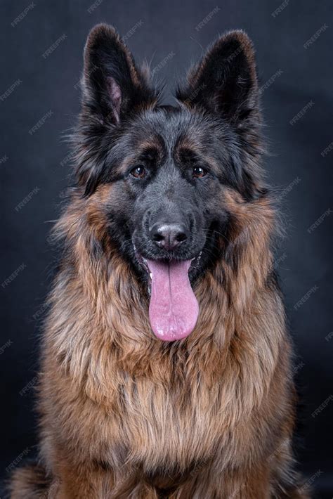 german shepherd long hair 4