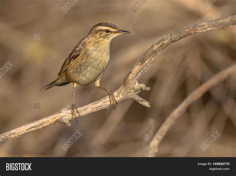 rufous tailed scrub image photo  trial bigstock