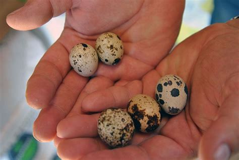 how long to incubate quail eggs