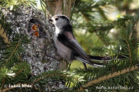 Aegithalos caudatus Pictures, Long-tailed Tit Images, Nature Wildlife ...