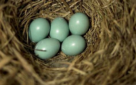 Why are bluebird eggs blue?