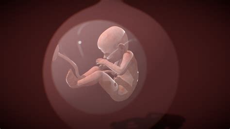 Animais Que Se Desenvolvem Dentro Da Barriga Da Mãe