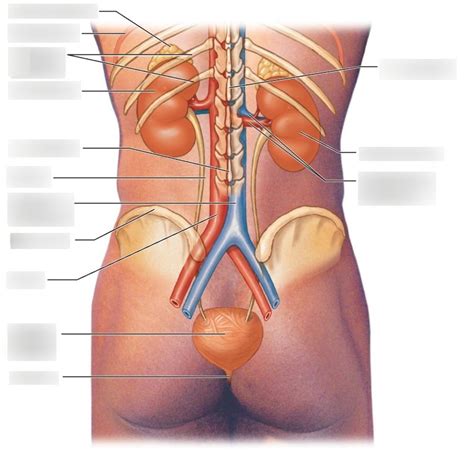 Module 2: diagram 2 Diagram | Quizlet 