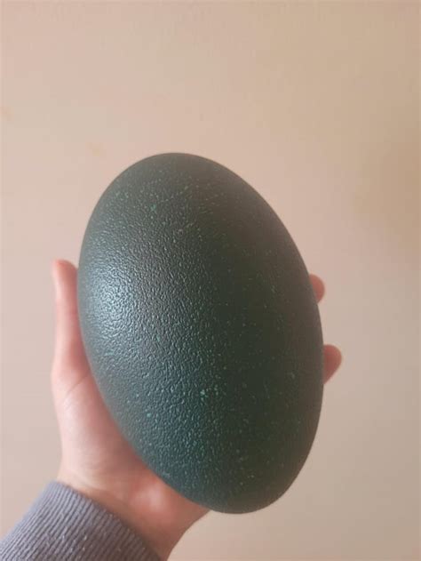 Emu Ostrich eggs : r/eggs