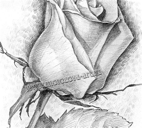 Рисованная Роза, заказать рисунок розы карандашом.