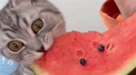 Cat has a hilarious reaction to eating watermelon