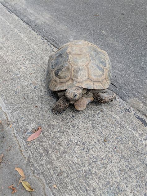 Found a tortoise in the road in Orange County, CA. What type of