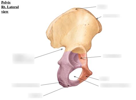 pelvis  side lateral view diagram quizlet