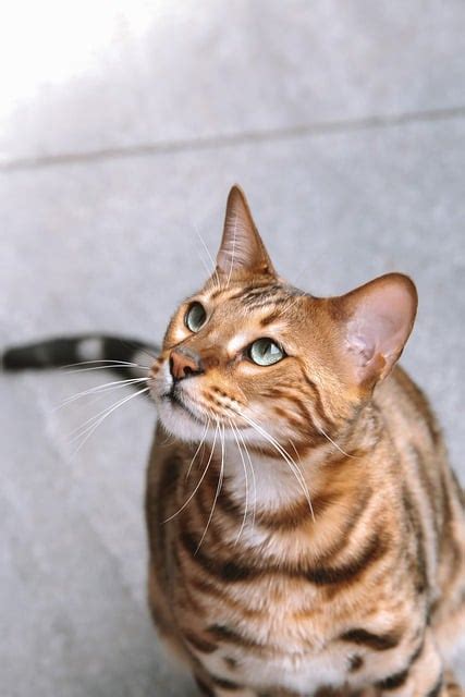 leopard cat wallpaper