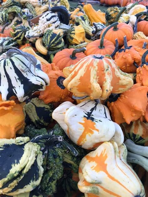 pumpkin patch busy barn farm adventures