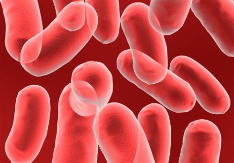 bacillus bacteria canva png stem