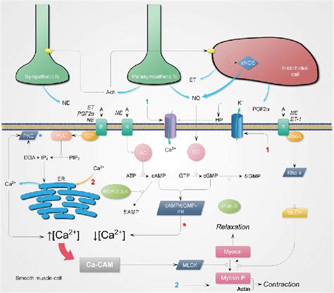 schematic diagram   main  involved  corpora cavernosa