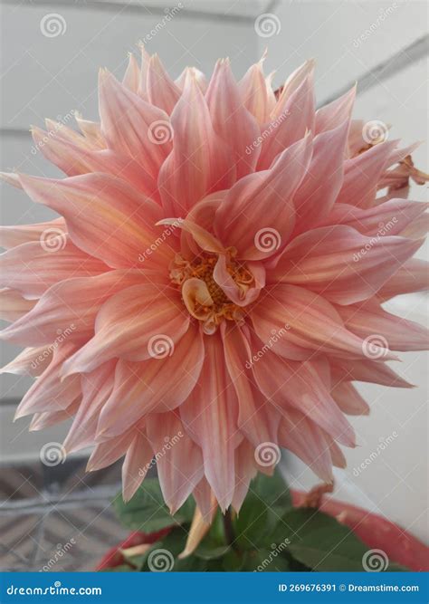 Wallpapers Flowers Blossom Nature Beauty Beautiful Garden Gardening