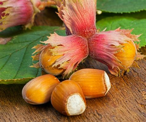 Corylus Avellana (European Hazelnut)