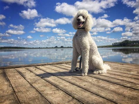 10 of the Healthiest Dog Breeds