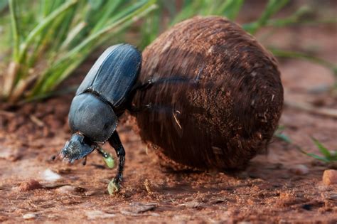 Dung Beetles Roll With It | National Geographic
