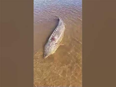 @#мощьный осетр. 🤣 - YouTube