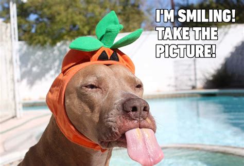 funny dog picture wallpaperscom